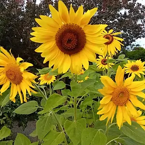 https://villa-la-provenzale.it-tuscanyhotel.com